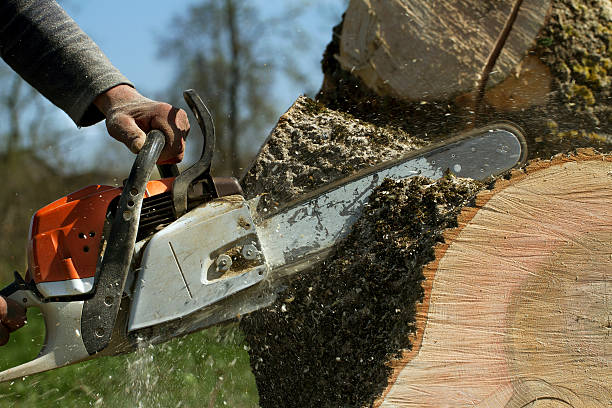 How Our Tree Care Process Works  in  Manorville, NY